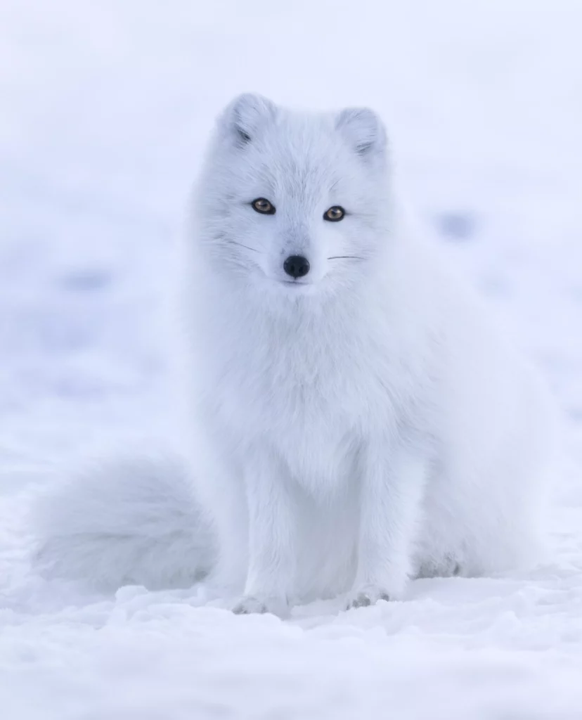 Todo lo que debes saber sobre el zorro ártico características y hábitat