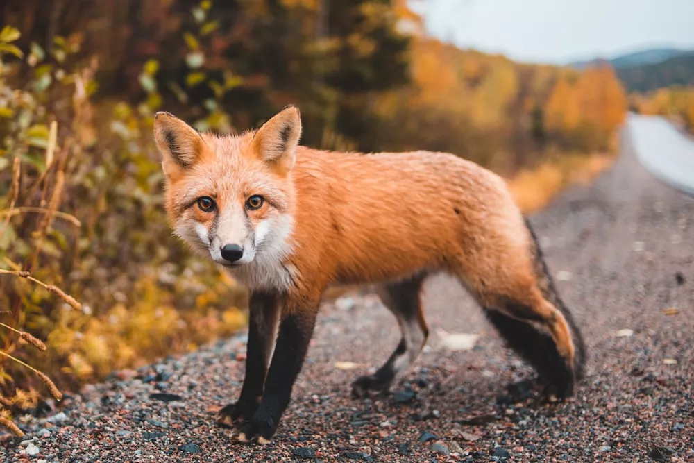 Todo lo que debes saber sobre el zorro rojo características hábitat y curiosidades