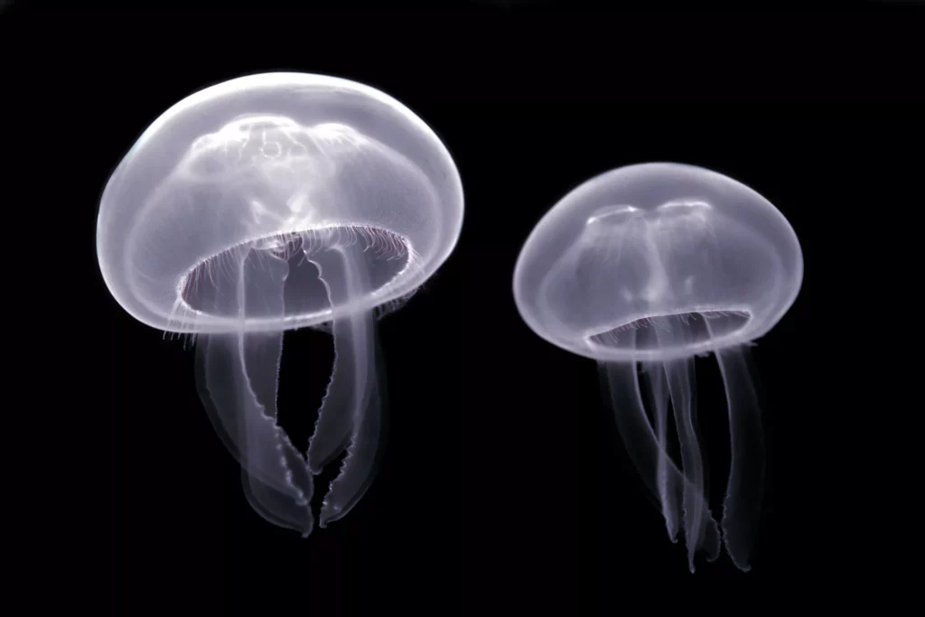 Todo lo que debes saber sobre la medusa común