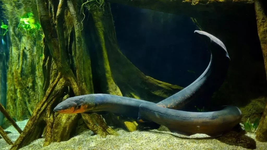 Todo lo que debes saber sobre las anguilas eléctricas