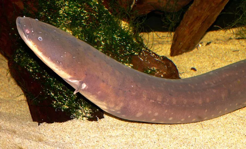 Todo lo que debes saber sobre las anguilas eléctricas