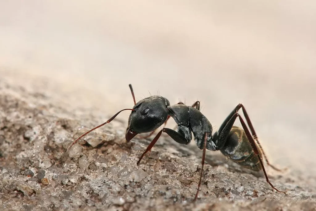 Todo lo que debes saber sobre las hormigas características hábitos y curiosidades