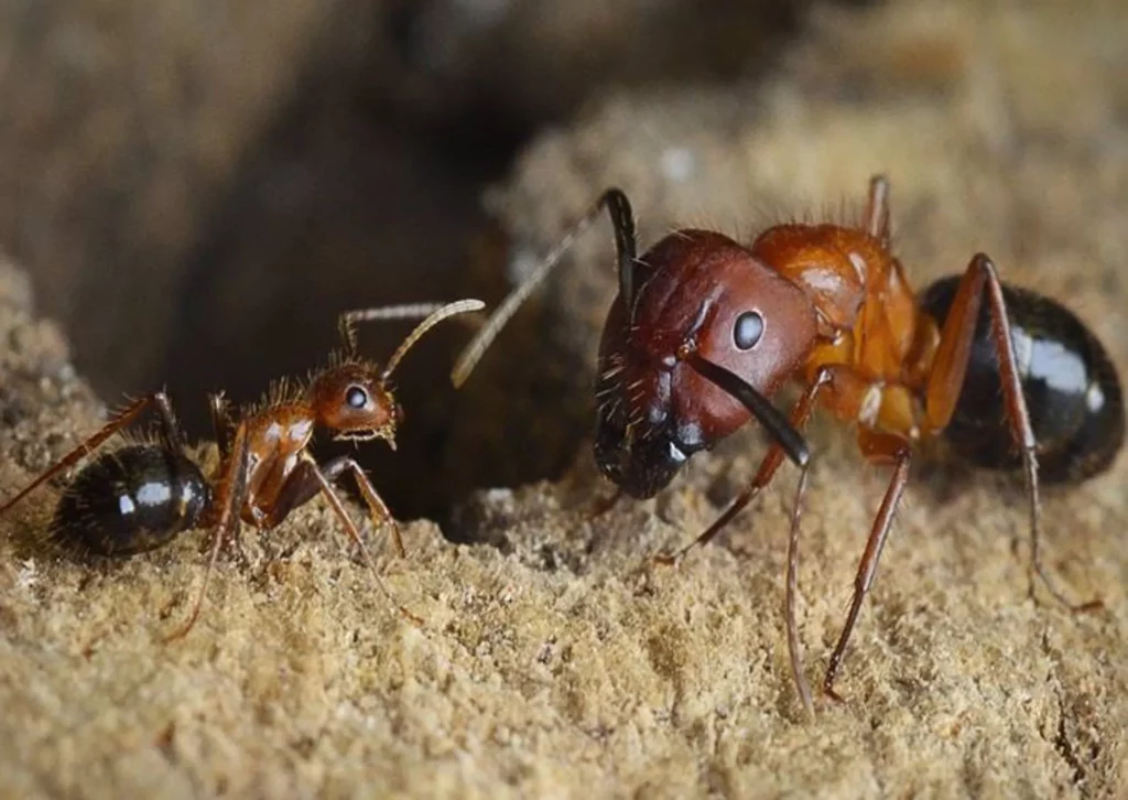 Todo lo que debes saber sobre las hormigas características hábitos y curiosidades