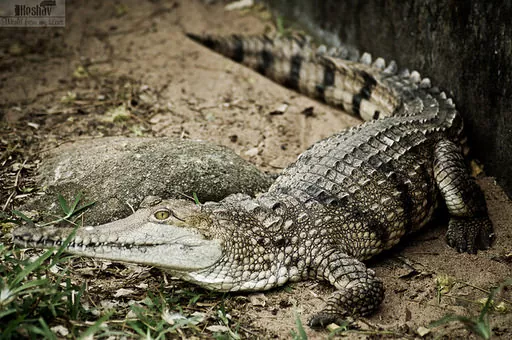 Todo lo que debes saber sobre los caimanes el fascinante mundo de los aligátores