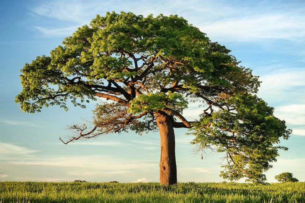 Todo lo que necesitas saber sobre árboles tipos, cuidados y curiosidades