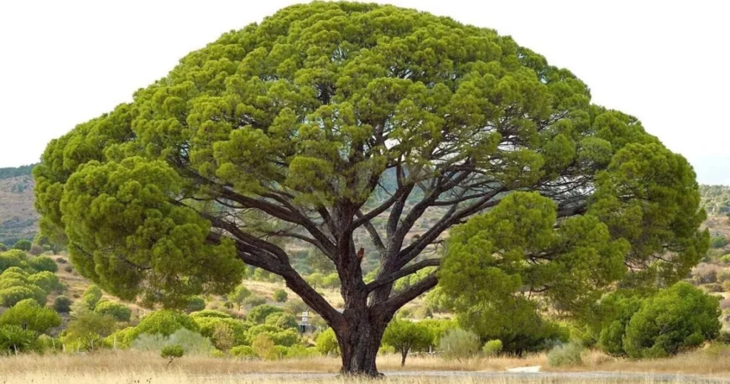 Todo lo que necesitas saber sobre árboles tipos, cuidados y curiosidades