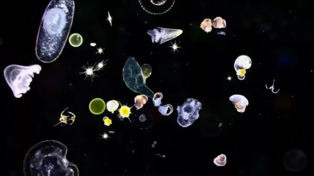 Todo lo que necesitas saber sobre el Plancton