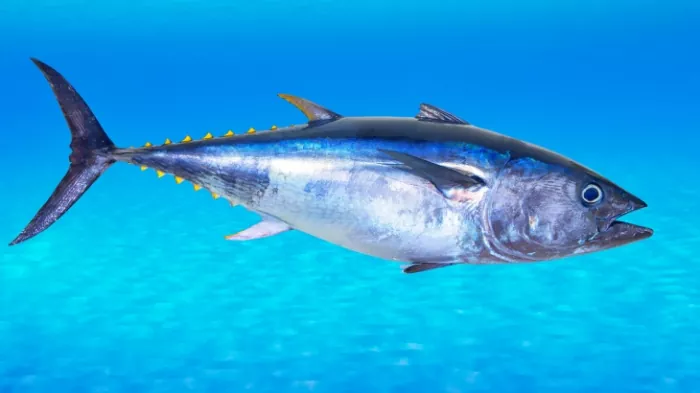 Todo lo que necesitas saber sobre el atún de aleta larga (Thunnus alalunga)