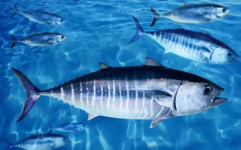 Todo lo que necesitas saber sobre el atún de aleta larga (Thunnus alalunga)