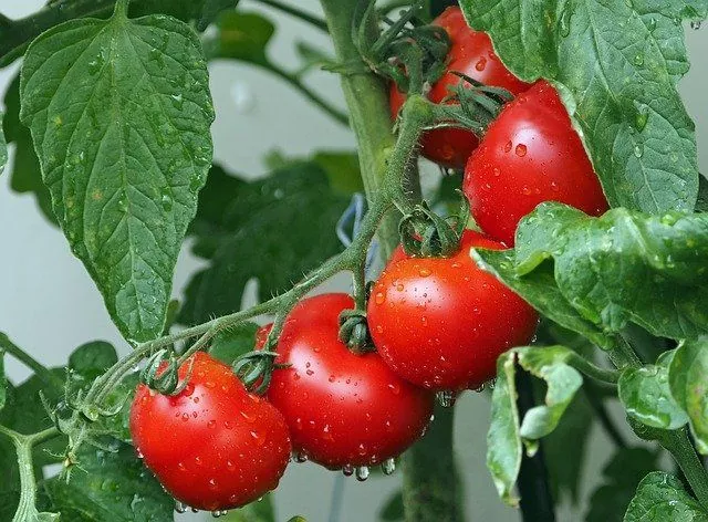 Todo lo que necesitas saber sobre el cultivo de tomates y tomateras