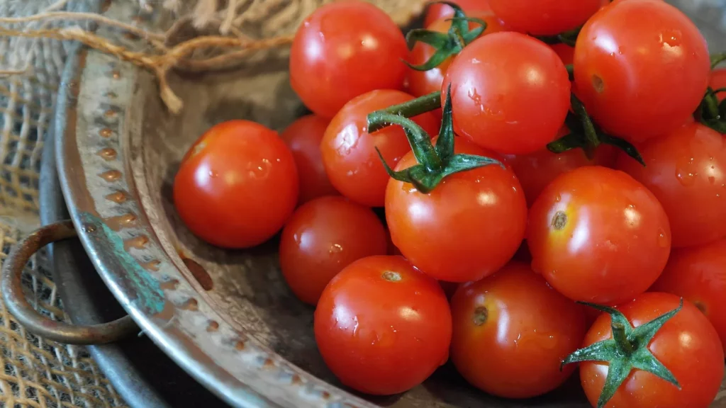 Todo lo que necesitas saber sobre el cultivo de tomates y tomateras