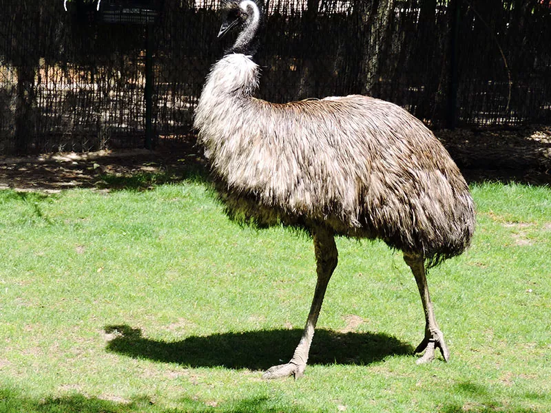 Todo lo que necesitas saber sobre el emú características, hábitat y curiosidades