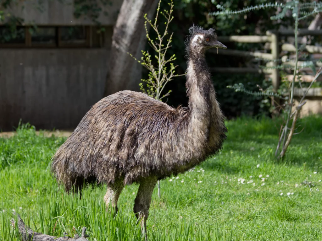 Todo lo que necesitas saber sobre el emú características, hábitat y curiosidades