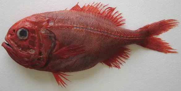 Todo lo que necesitas saber sobre el pescado relojero (Hoplostethus atlanticus)