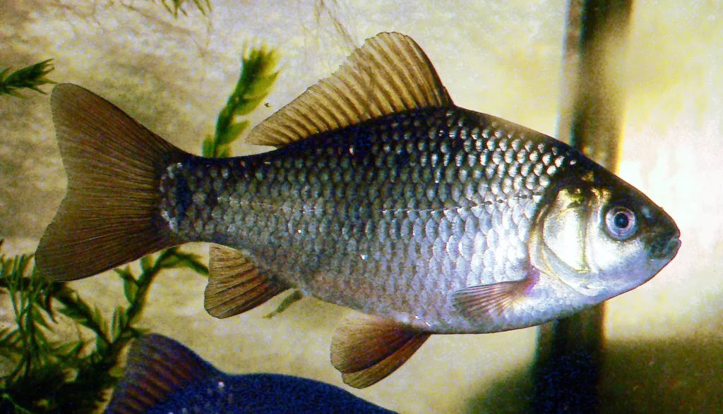 Todo lo que necesitas saber sobre el pez carpín características y hábitat