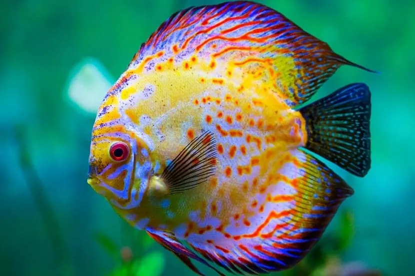 Todo lo que necesitas saber sobre el pez disco características cuidados y consejos