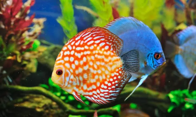 Todo lo que necesitas saber sobre el pez disco características cuidados y consejos