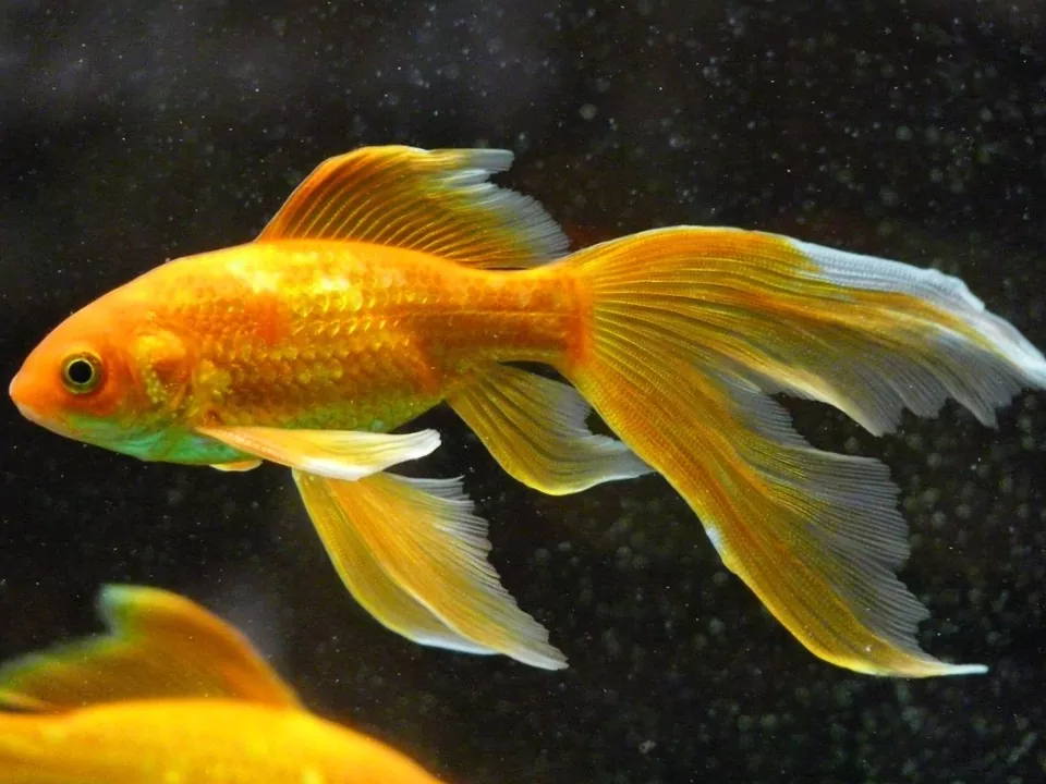 Todo lo que necesitas saber sobre el pez dorado características cuidados y curiosidades