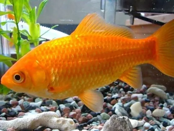 Todo lo que necesitas saber sobre el pez dorado características cuidados y curiosidades