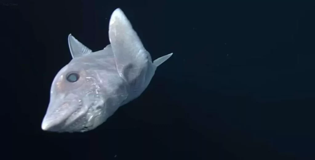 Todo lo que necesitas saber sobre el pez rata de las profundidades Pseudoliparis swirei