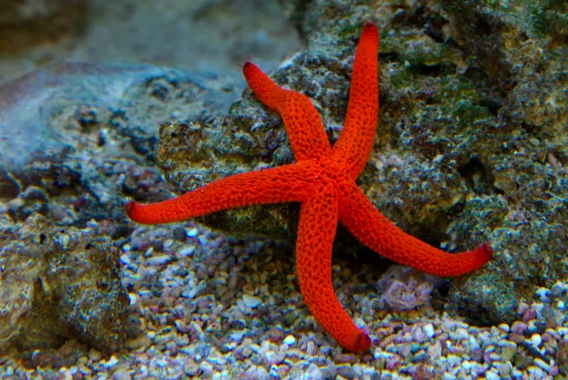 Todo lo que necesitas saber sobre la Estrella de Mar