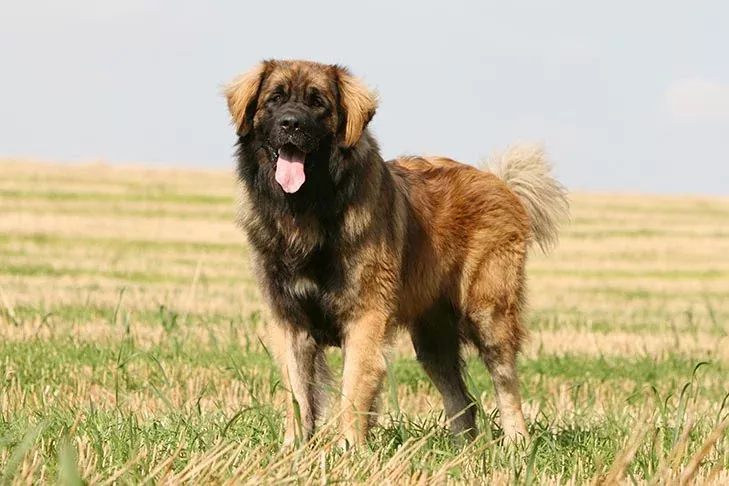 Todo lo que necesitas saber sobre la raza de perros Leonberger