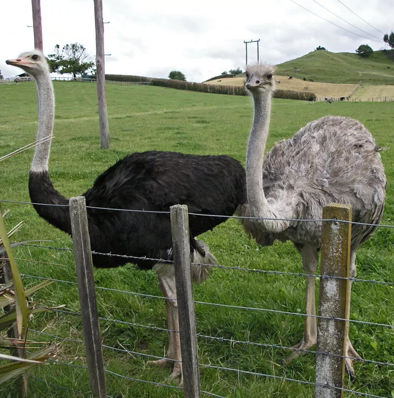 Todo lo que necesitas saber sobre las avestruces características hábitat y curiosidades