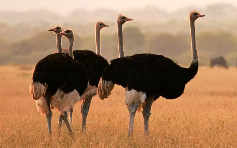 Todo lo que necesitas saber sobre las avestruces características hábitat y curiosidades