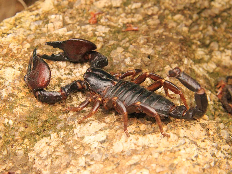 Todo lo que necesitas saber sobre los escorpiones características hábitat y curiosidades