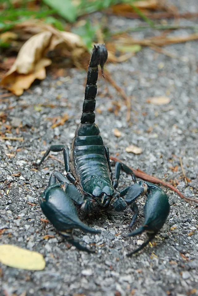 Todo lo que necesitas saber sobre los escorpiones características hábitat y curiosidades