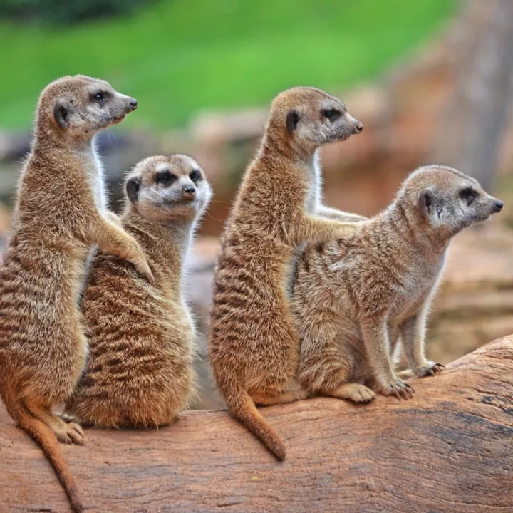 Todo lo que necesitas saber sobre los suricatos