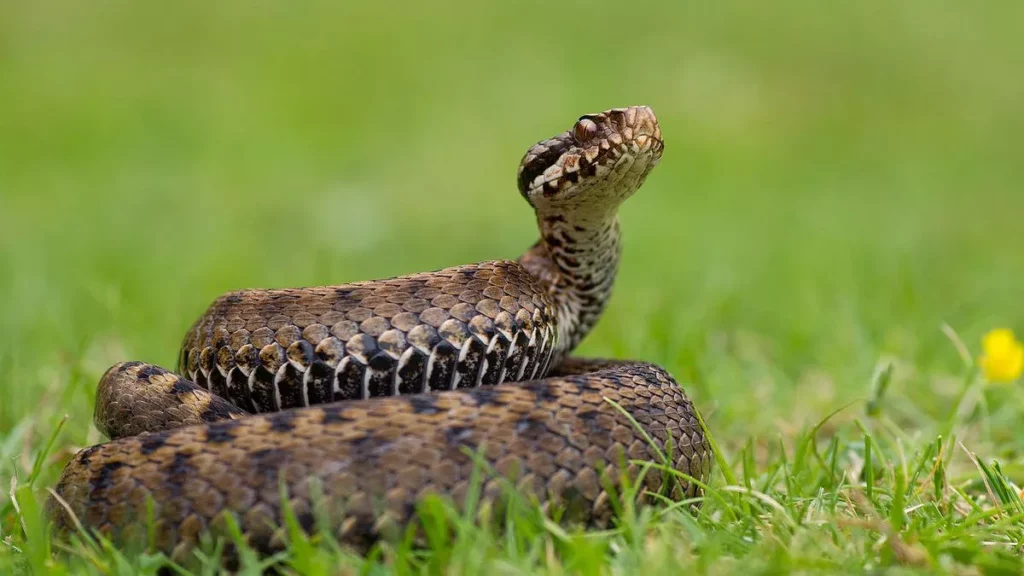 Todo lo que necesitas saber sobre serpientes guía completa