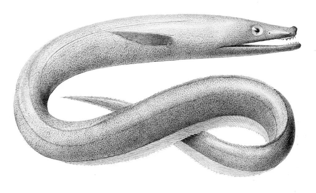 Todo sobre el pez abisal anguila de dientes largos (Synaphobranchus kaupii)