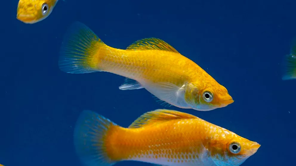 Cómo cuidar a tu pez molly en un acuario comunitario plantado Convivencia con otros peces