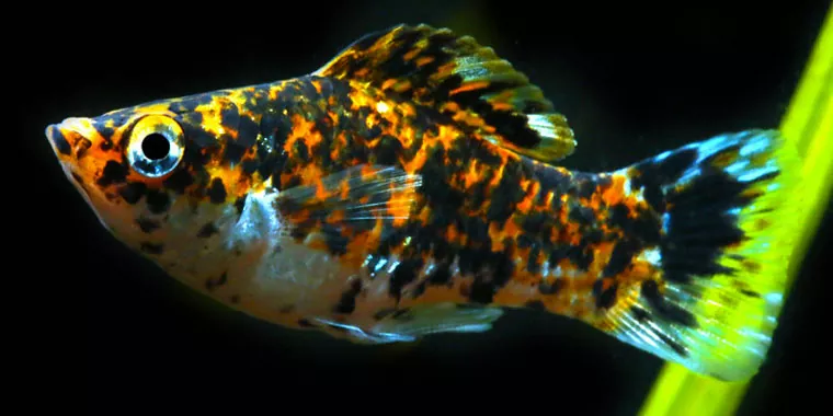 Cómo cuidar a tu pez molly en un acuario comunitario plantado Convivencia con otros peces