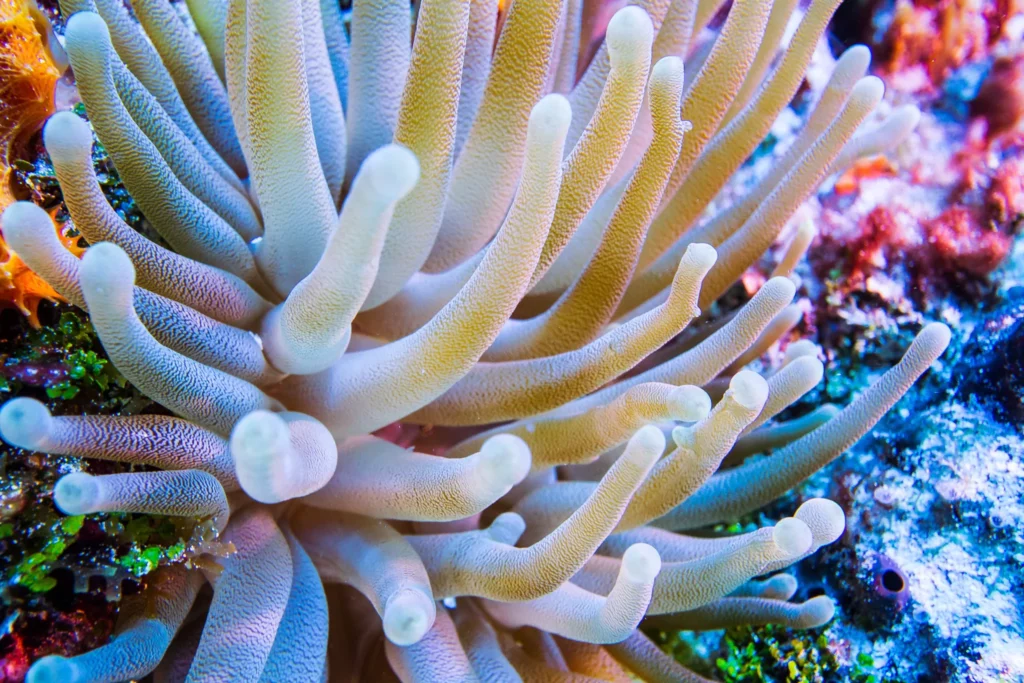 Cómo cuidar la anemona gigante en tu acuario comunitario