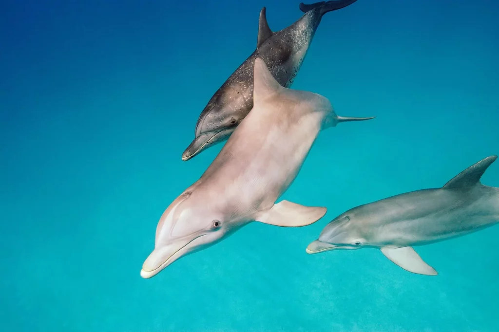 Delfín nariz de botella características hábitat y curiosidades