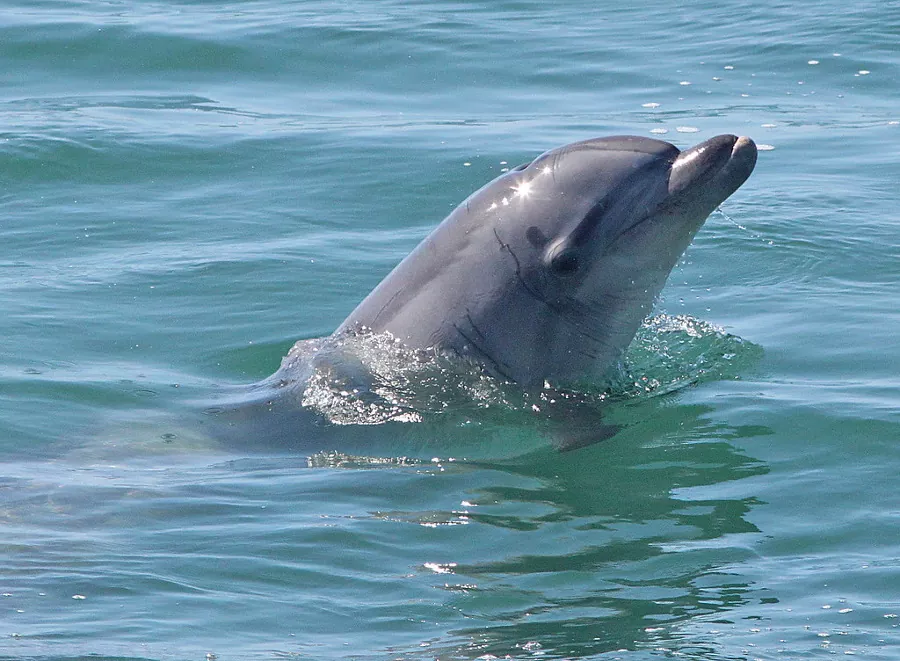 Delfín nariz de botella características hábitat y curiosidades