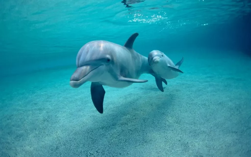 Delfínido todo lo que necesitas saber sobre este grupo de mamíferos marinos