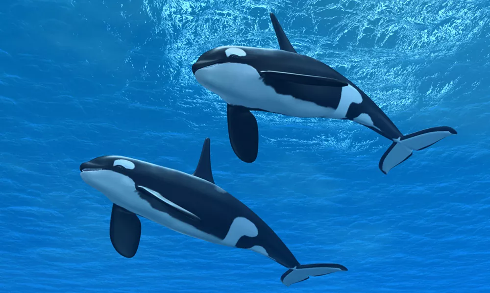 Delfínido todo lo que necesitas saber sobre este grupo de mamíferos marinos