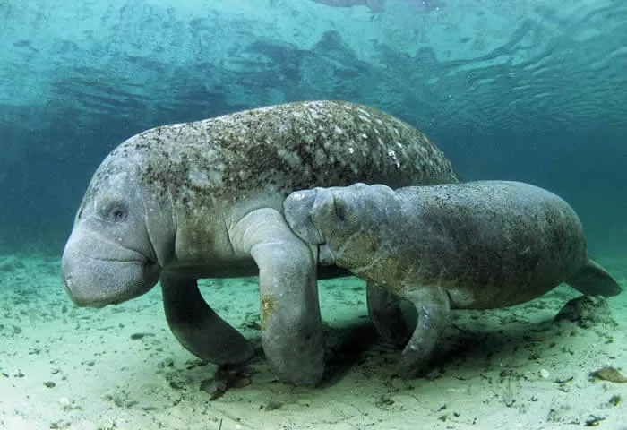 Descubre el Dugongo el mamífero marino herbívoro