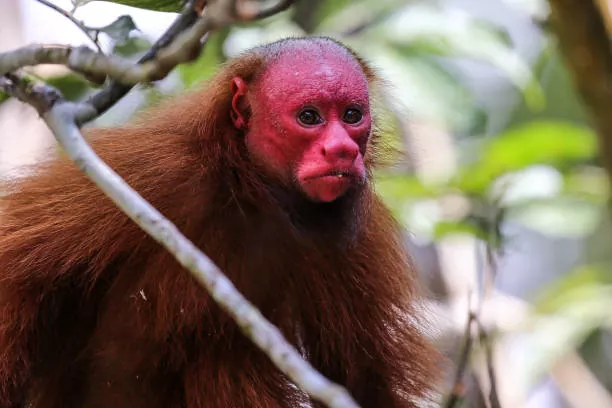 Descubre el Uakari el mono más llamativo de la Amazonia