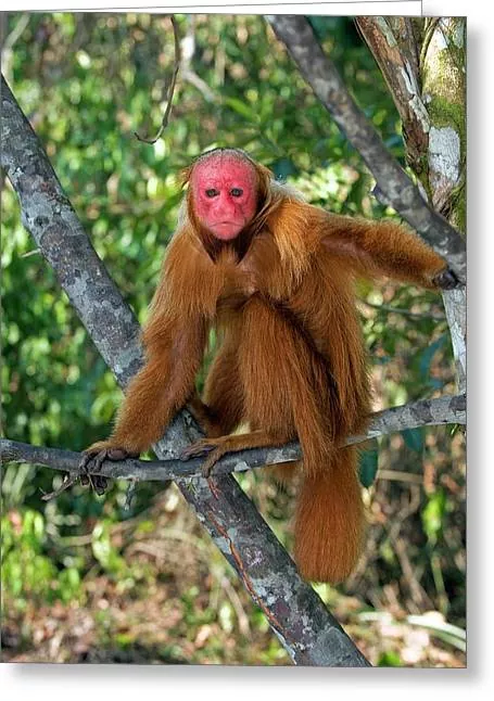 Descubre el Uakari el mono más llamativo de la Amazonia