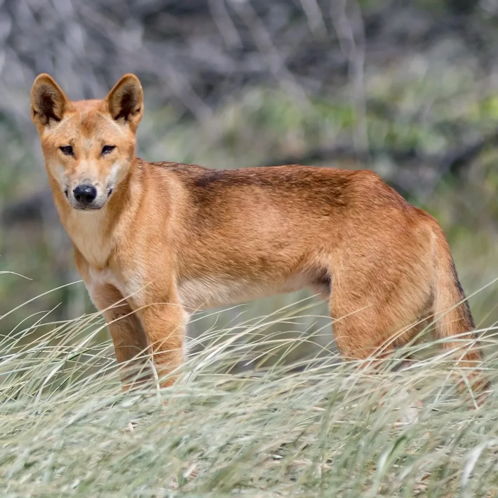 Descubre el fascinante mundo del Dingo el perro salvaje australiano