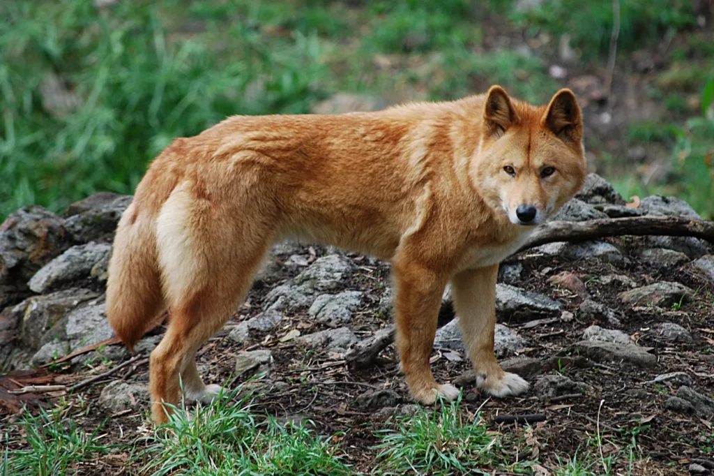 Descubre el fascinante mundo del Dingo el perro salvaje australiano