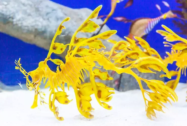 Descubre el fascinante mundo del Dragón de mar un pez de agua salada