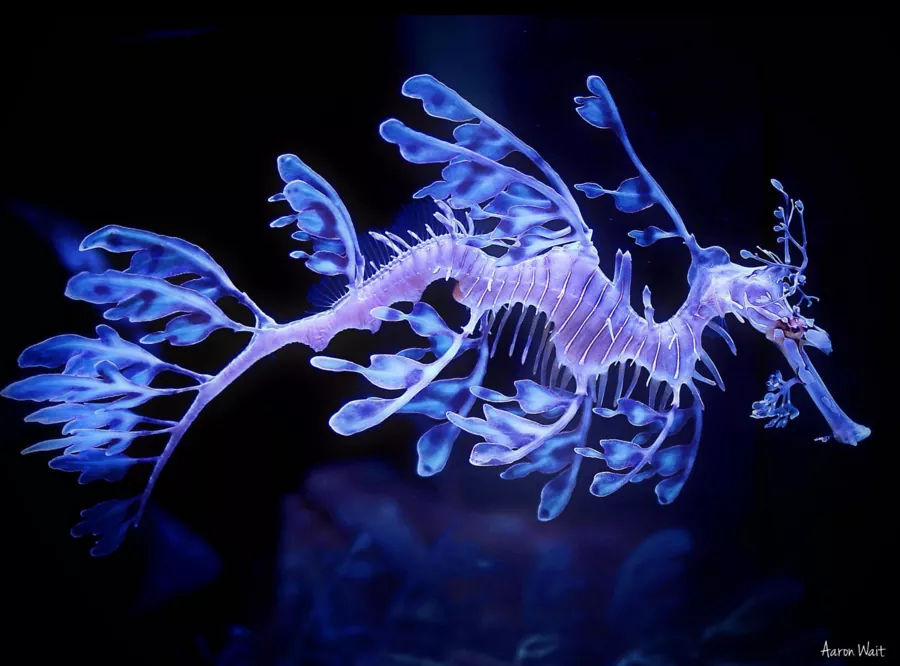 Descubre el fascinante mundo del Dragón de mar un pez de agua salada
