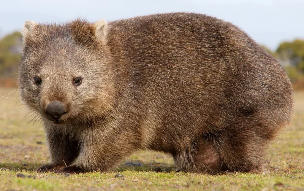 Descubre las Características y Hábitat del Wombat