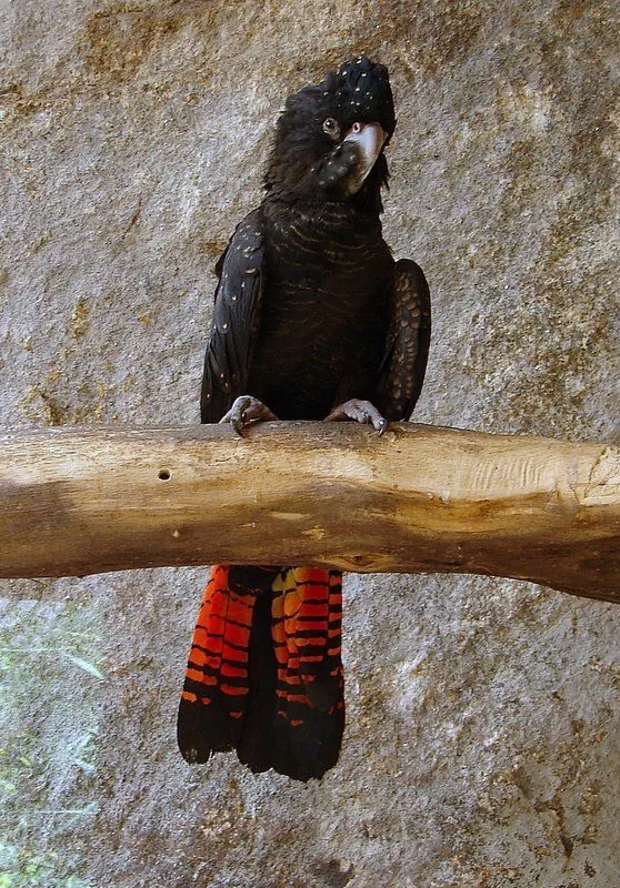 Descubre las características y el hábitat de la cacatúa negra de cola roja