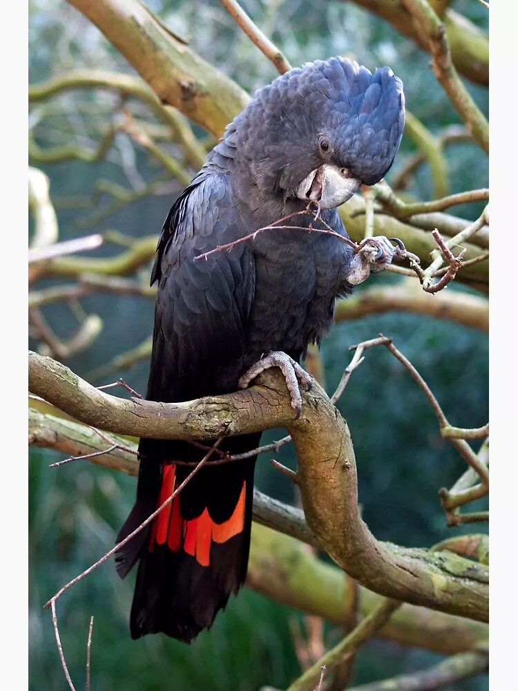 Descubre las características y el hábitat de la cacatúa negra de cola roja
